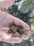 Lycoperdon subincarnatum image