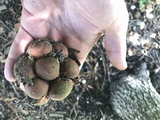 Lycoperdon subincarnatum image
