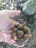Lycoperdon subincarnatum image