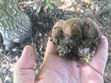 Lycoperdon subincarnatum image