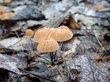 Marasmius siccus image