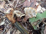 Onnia tomentosa image