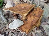 Onnia tomentosa image