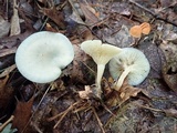 Clitocybe odora image