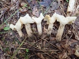 Helvella crispa image