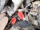 Sarcoscypha occidentalis image