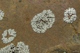 Physcia phaea image