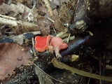 Sarcoscypha occidentalis image