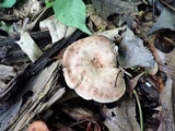 Sarcodon joeides image