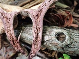 Sarcodon joeides image