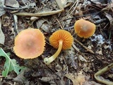 Humidicutis marginata var. olivacea image