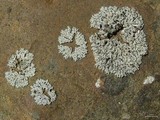 Physcia phaea image