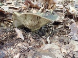 Lactarius atroviridis image