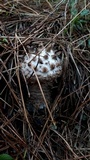 Amanita westii image