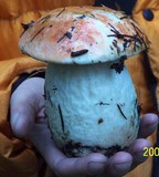 Leccinum ponderosum image