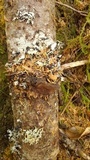 Phellinus gilbertsonii image