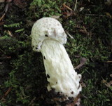Hypomyces hyalinus image