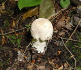 Hypomyces hyalinus image