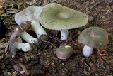 Russula cyanoxantha image