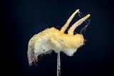 Gibellula pulchra image