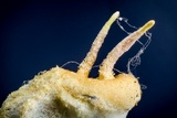 Gibellula pulchra image