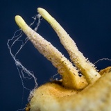 Gibellula pulchra image