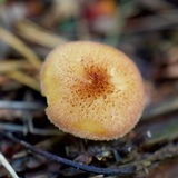 Tricholomopsis rutilans image