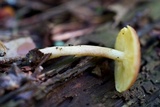 Tricholomopsis rutilans image