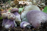 Tylopilus plumbeoviolaceus image