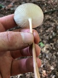 Oudemansiella furfuracea image