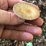 Oudemansiella furfuracea image