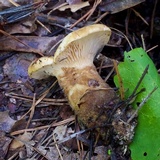 Tapinella atrotomentosa image
