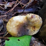 Tapinella atrotomentosa image