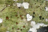Bacidia schweinitzii image