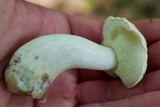 Boletus pallidus image