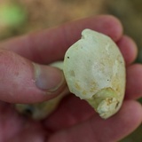 Boletus pallidus image