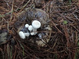 Asterophora lycoperdoides image