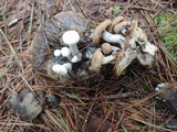Asterophora lycoperdoides image