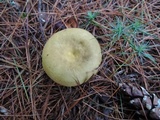 Russula clavipes image