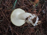 Russula clavipes image