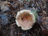Russula brunneola image
