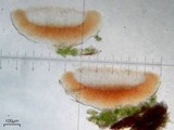 Bacidia schweinitzii image