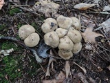 Lyophyllum shimeji image