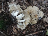 Lyophyllum shimeji image
