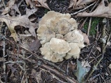 Lyophyllum shimeji image