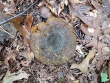 Lactarius atroviridis image