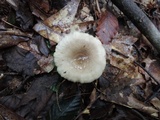 Lactarius cinereus image