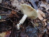 Lactarius cinereus image