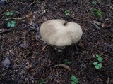 Retiboletus fuscus image
