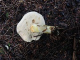 Retiboletus fuscus image